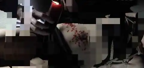 西檬之家k9犬系属性详解 一